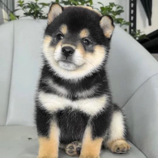 小伍家的柴犬与柯基