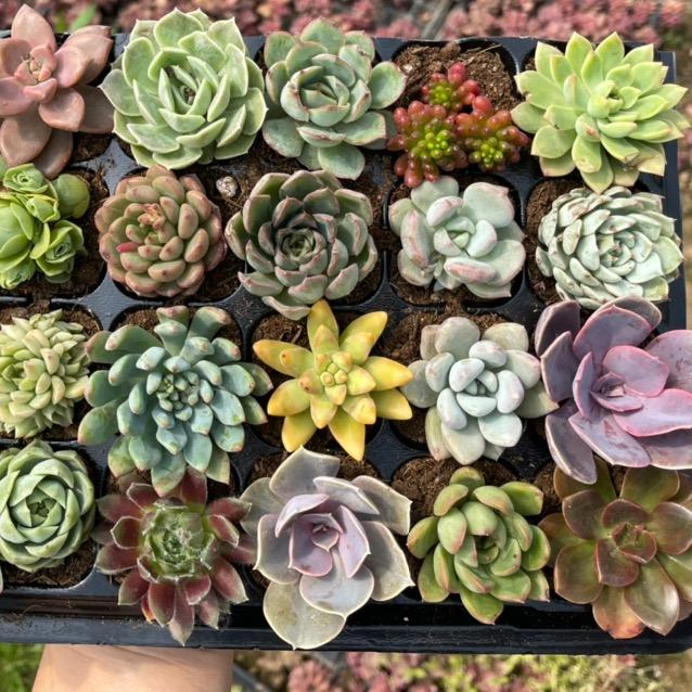 花沃农园艺