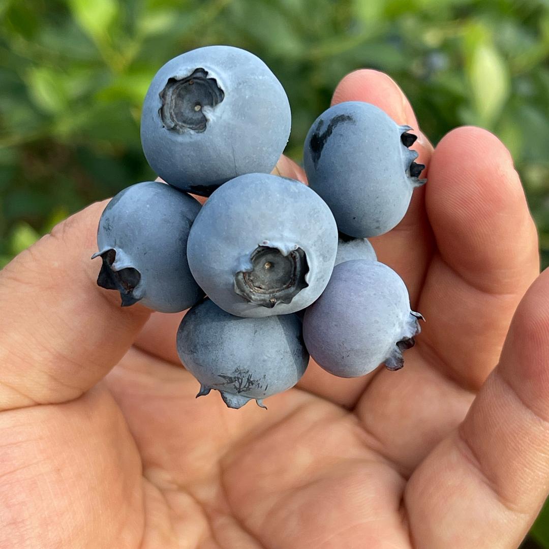 颜选山地露天蓝莓