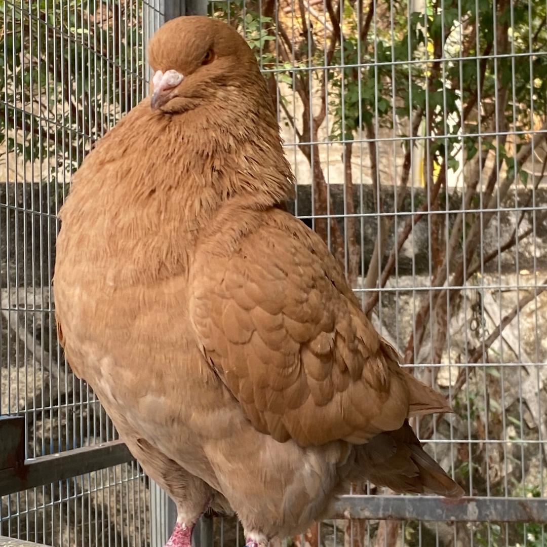 🐦百战百胜🚩