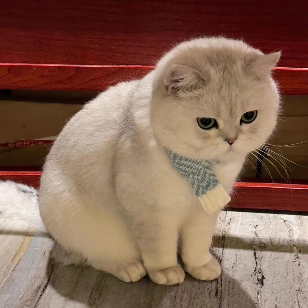 没猫饼🫧