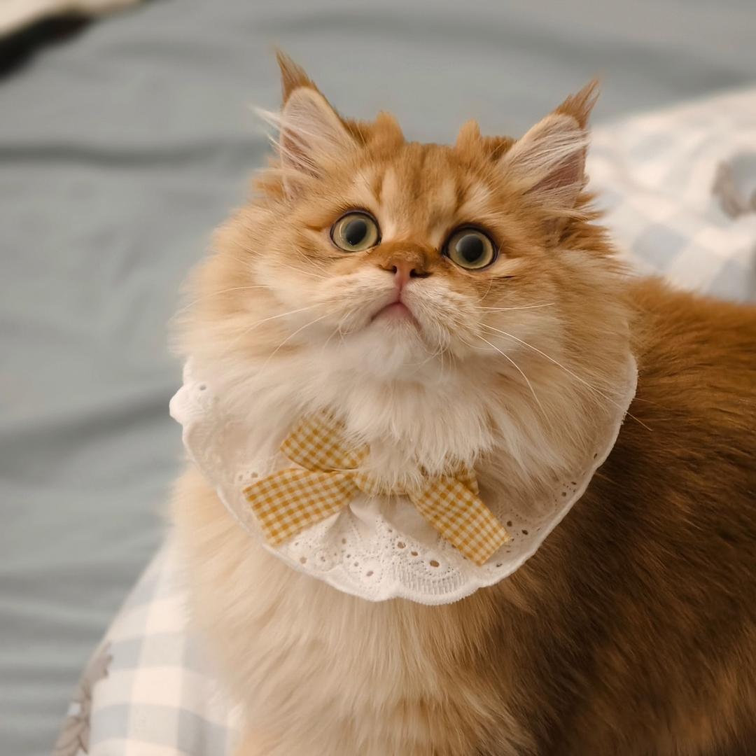 酒七·家有十五口猫猫