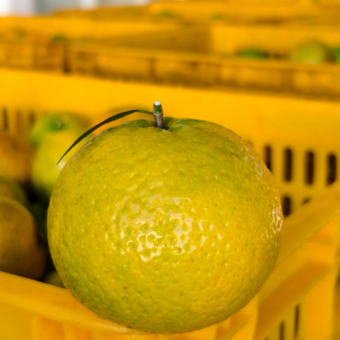 新会金诗陈皮生活坊