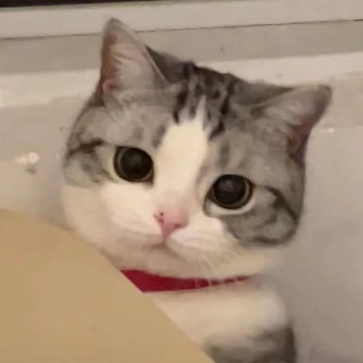 沙拉酱拌番茄@抖音