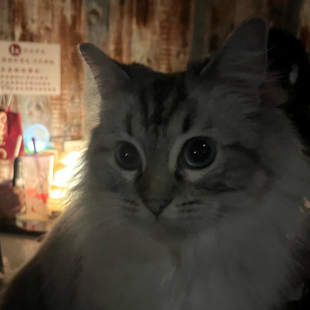 ᐞ･֊･ᐞฅ