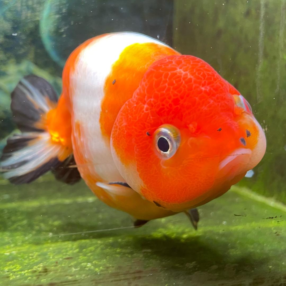 飞哥兰寿