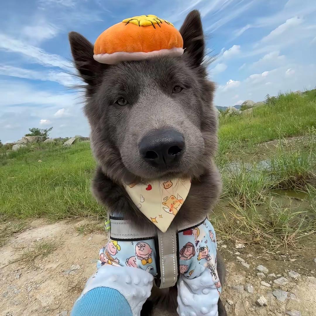 灰狼电竞（三角洲行动）