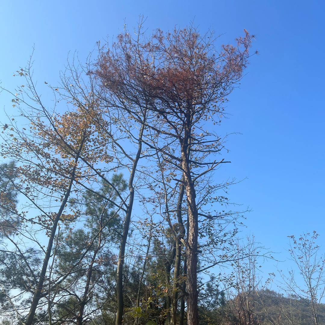 花还是花儿