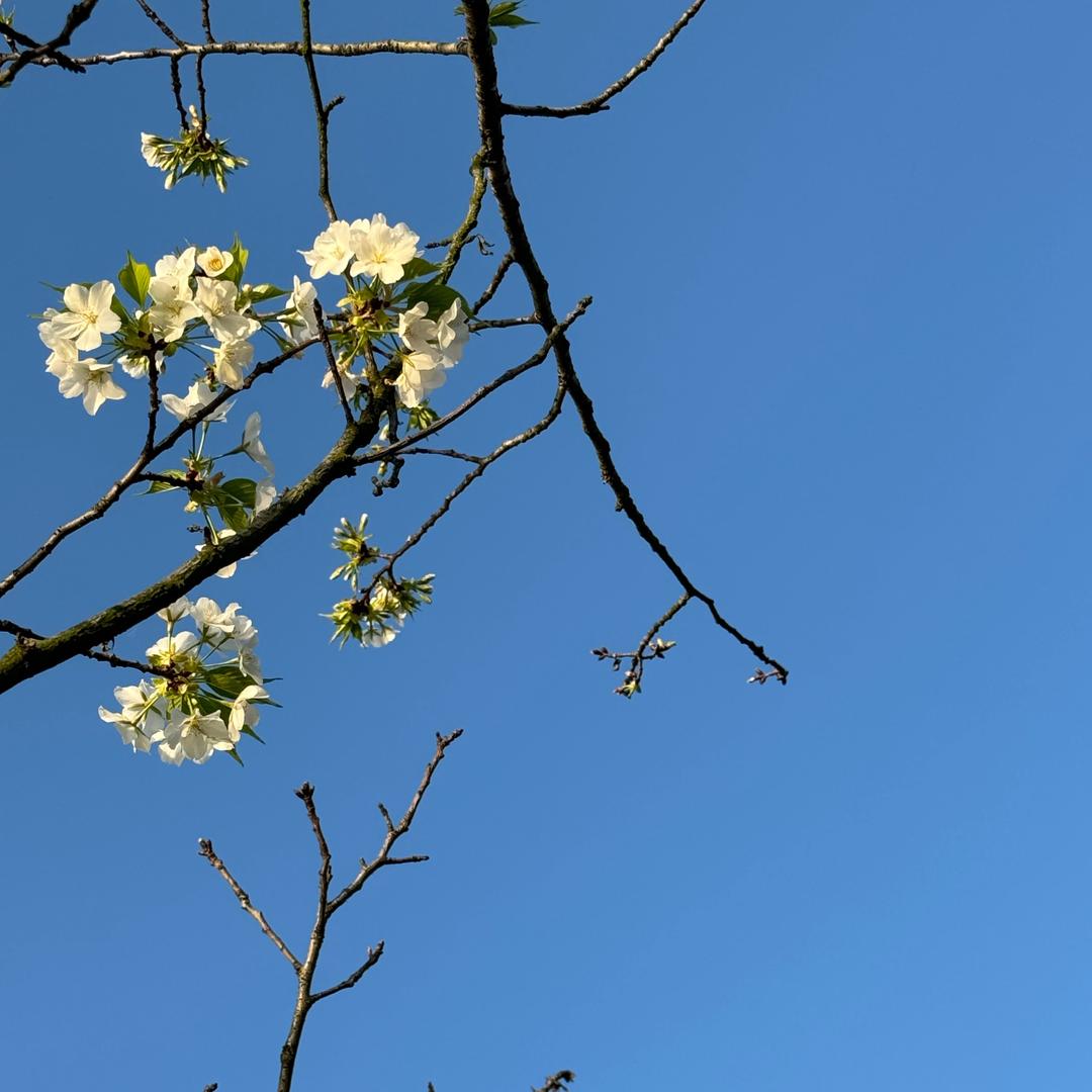 🌸🥗🌦️