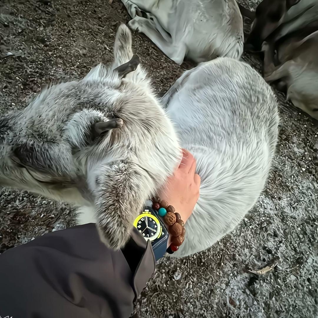 来根（土大炮）💨