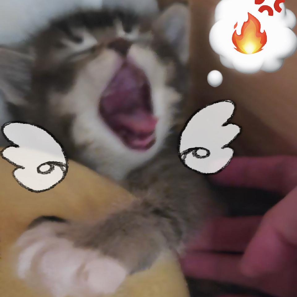 宝宝你听我说( ´O｀)