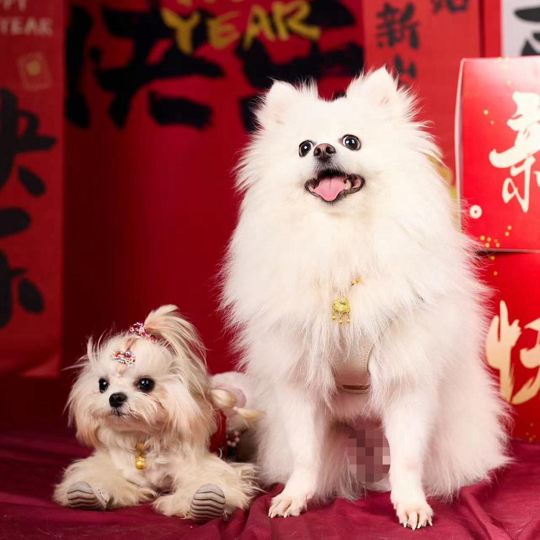 犯困💭小狗💤🐶