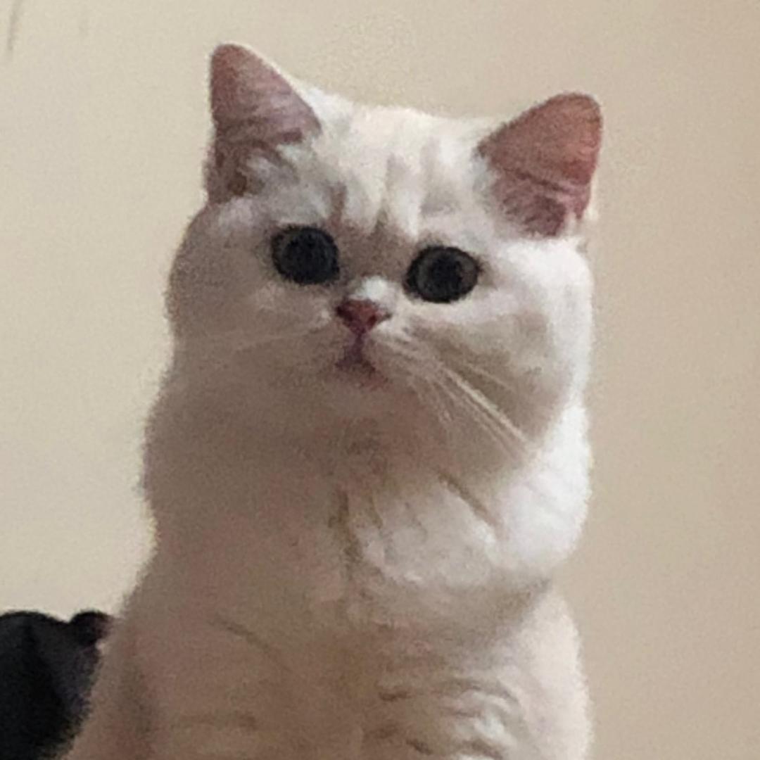 碳烤小肥羊🐏