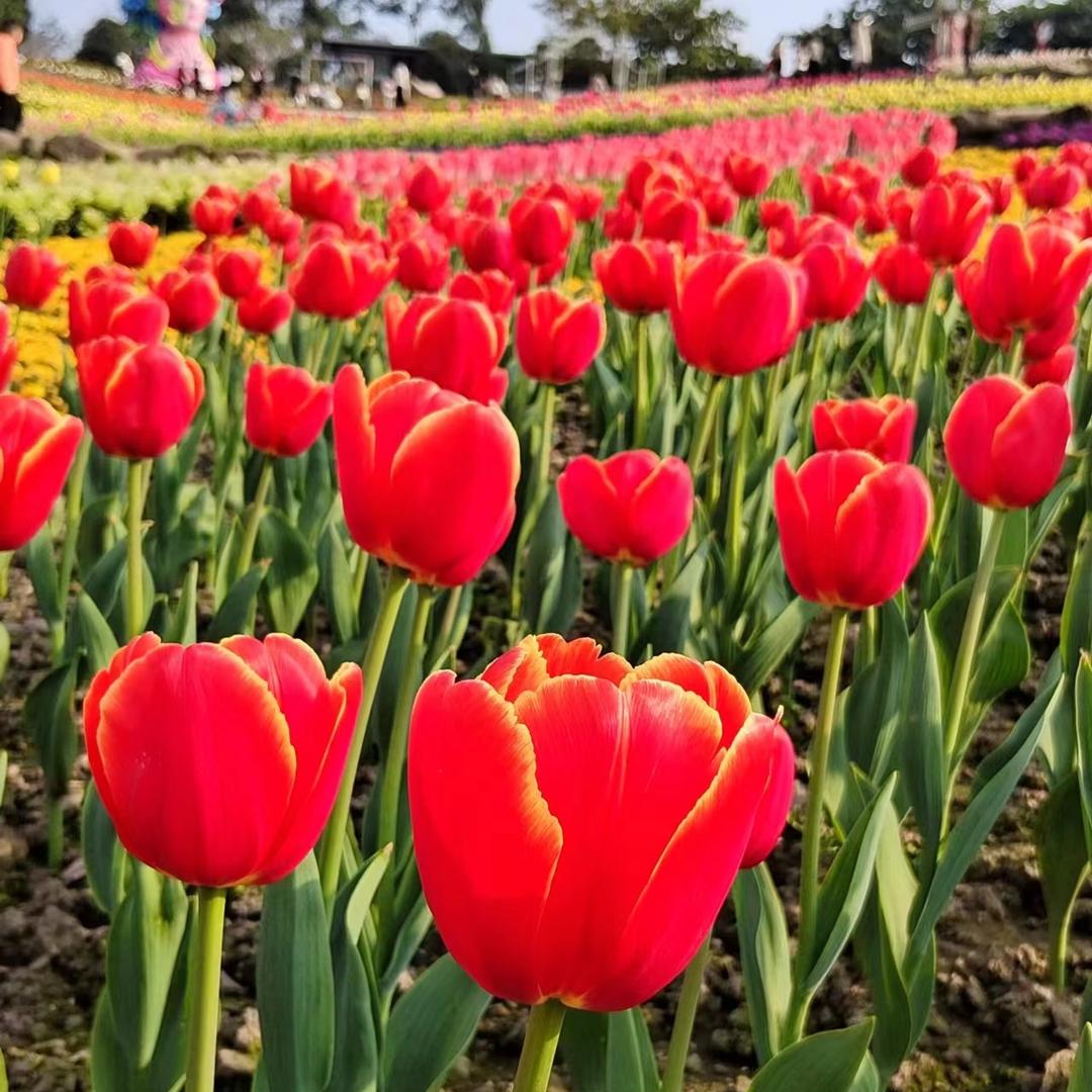 花芊古花店