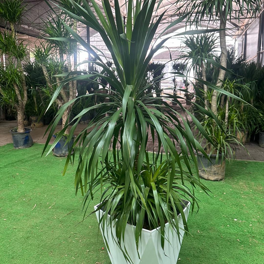 优选龙血树绿植基地直发