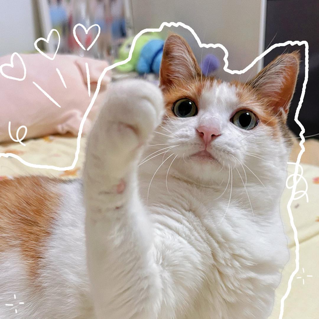 猪咪与西