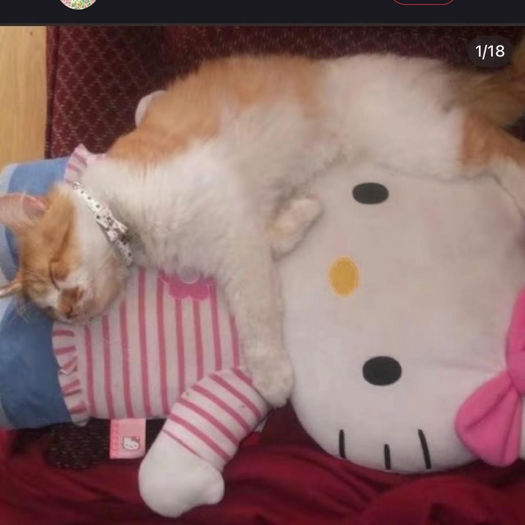猪儿猫