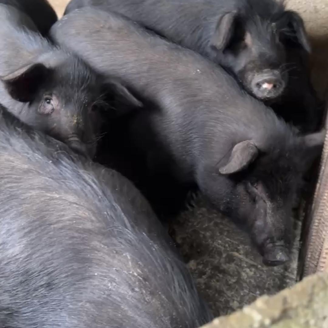 珍腊坊腊肉店兄妹腊肉