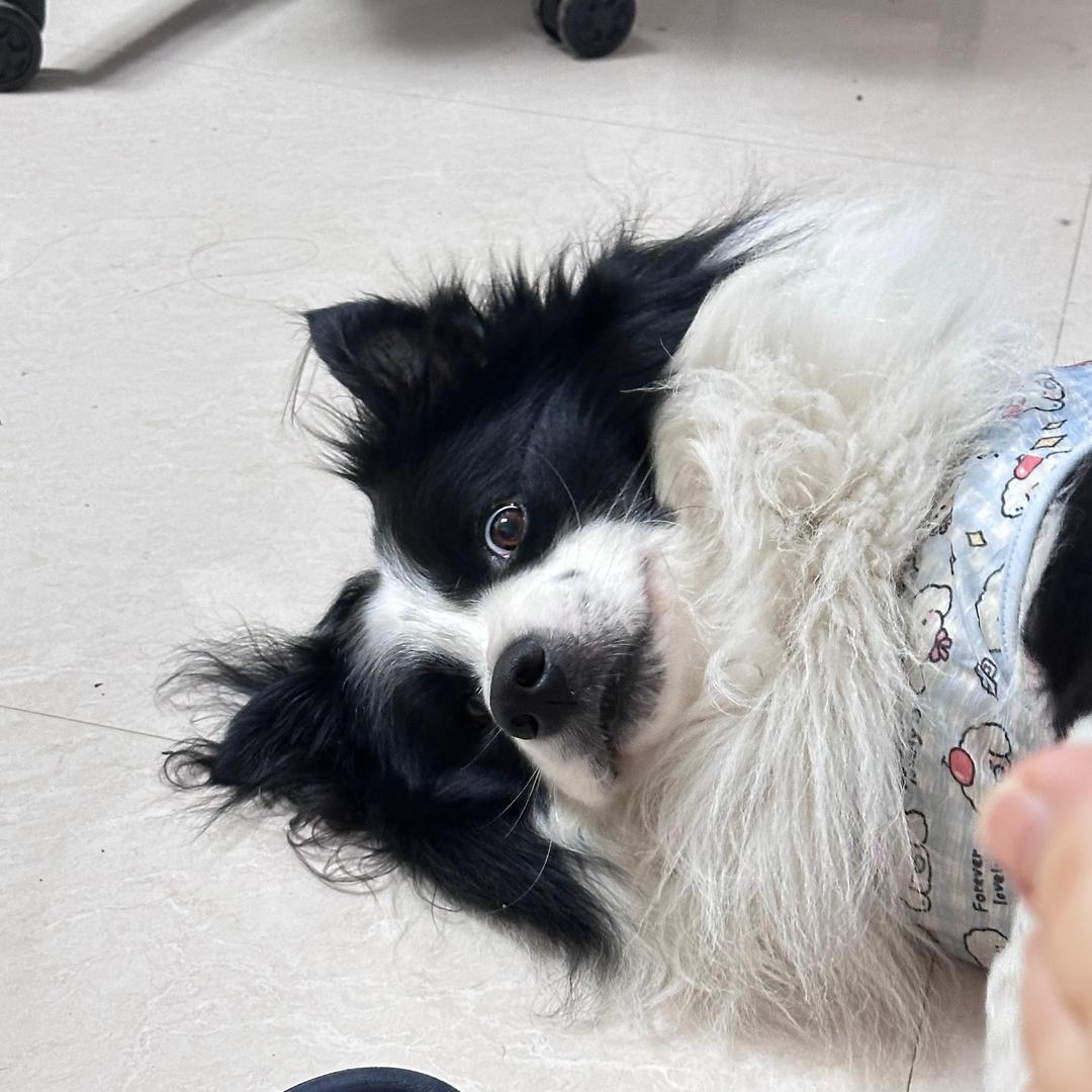 喜宝是只小怂狗