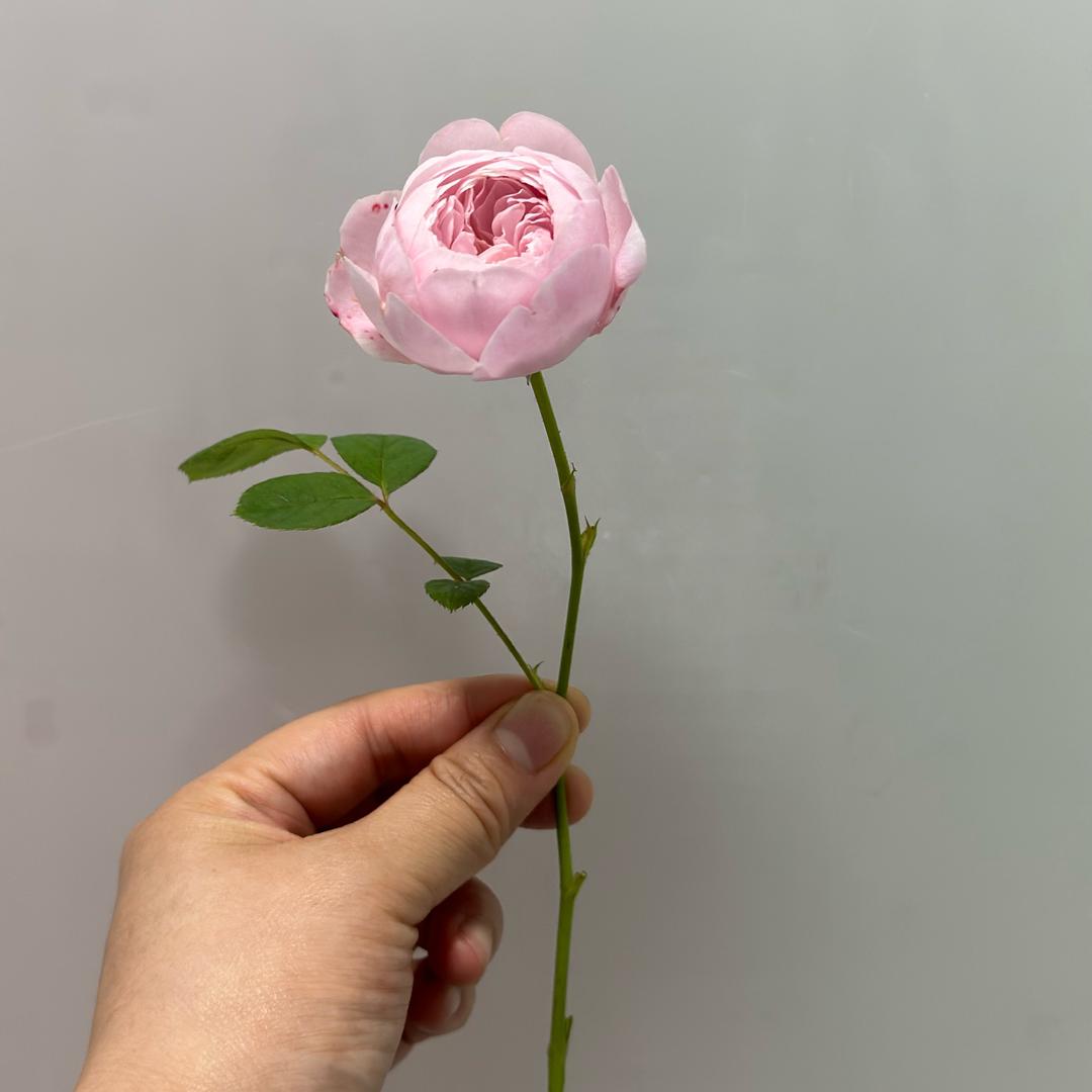 ✨轶✨