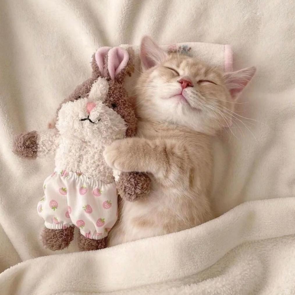 熊猫叮咚苗家阿妹-土豆