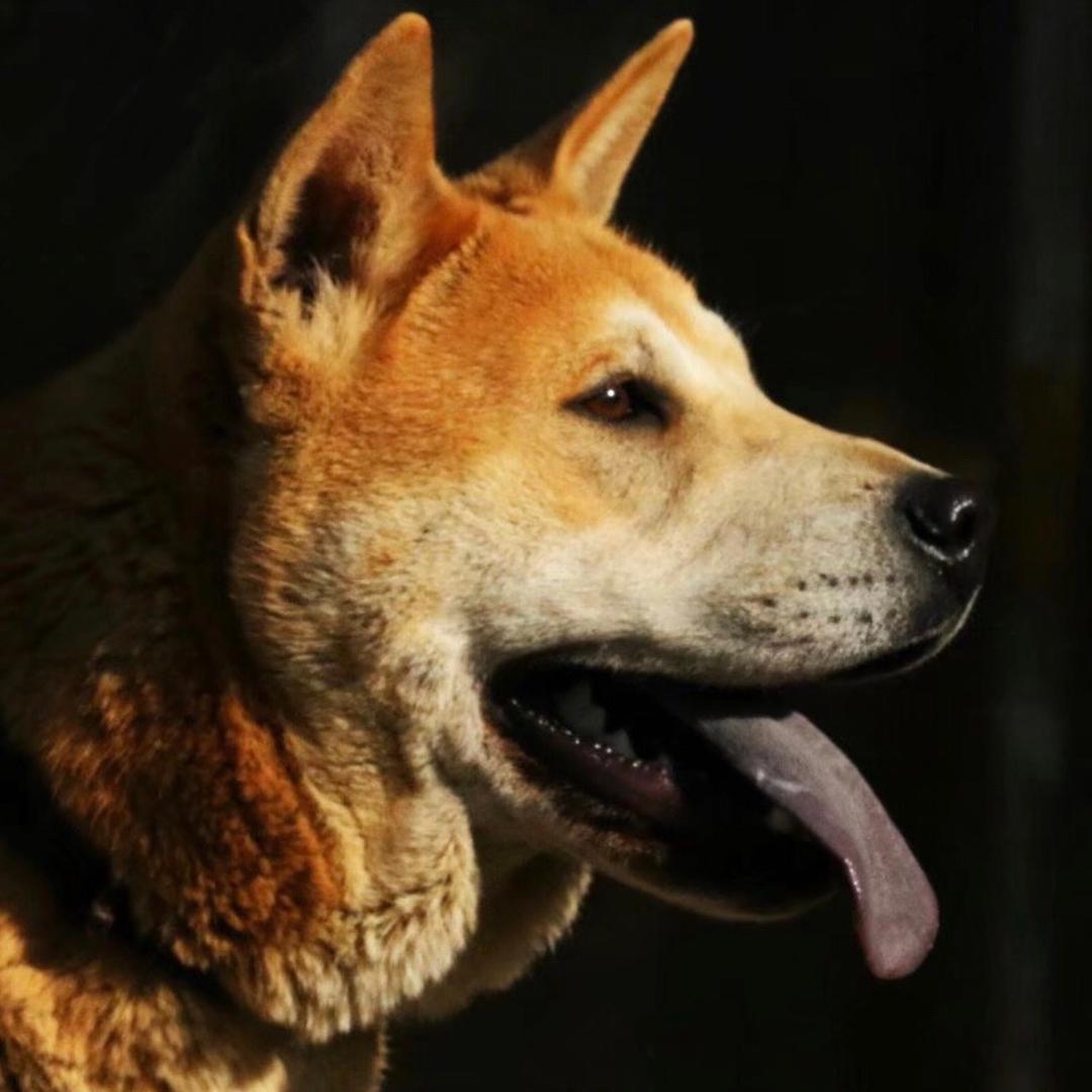 浙江浩峰犬舍