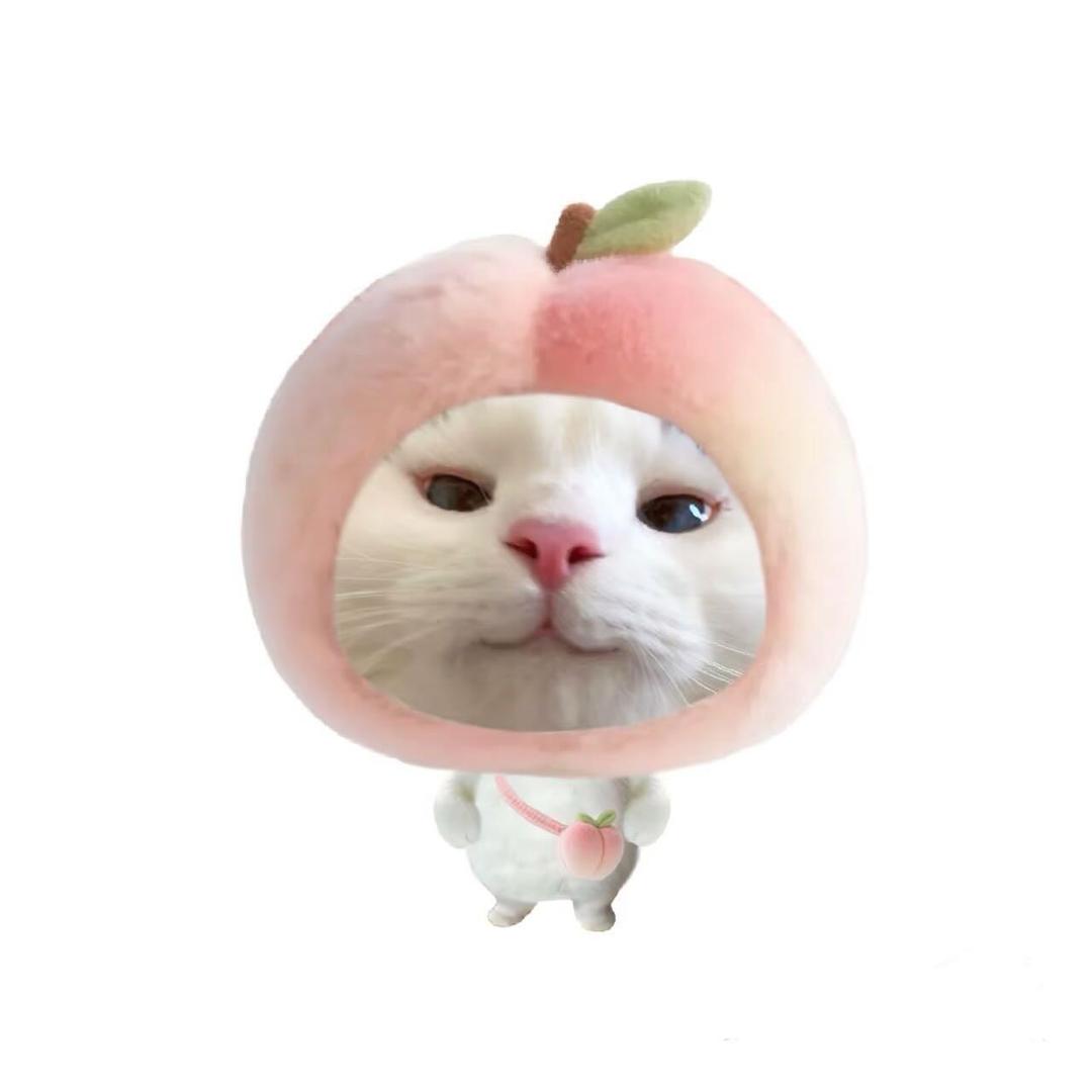 猫猫
