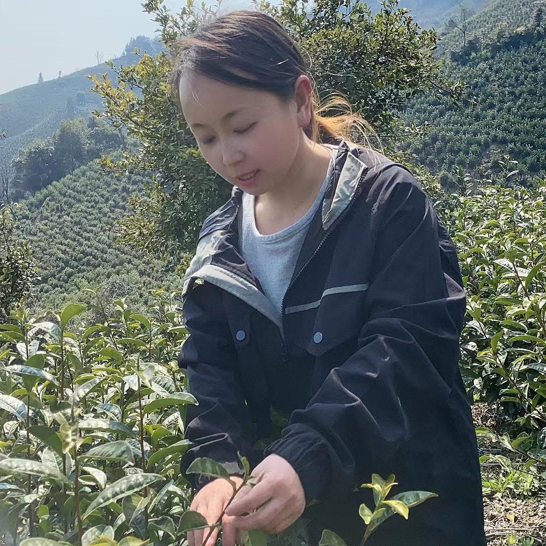 婷子祁门高山红茶~原产地