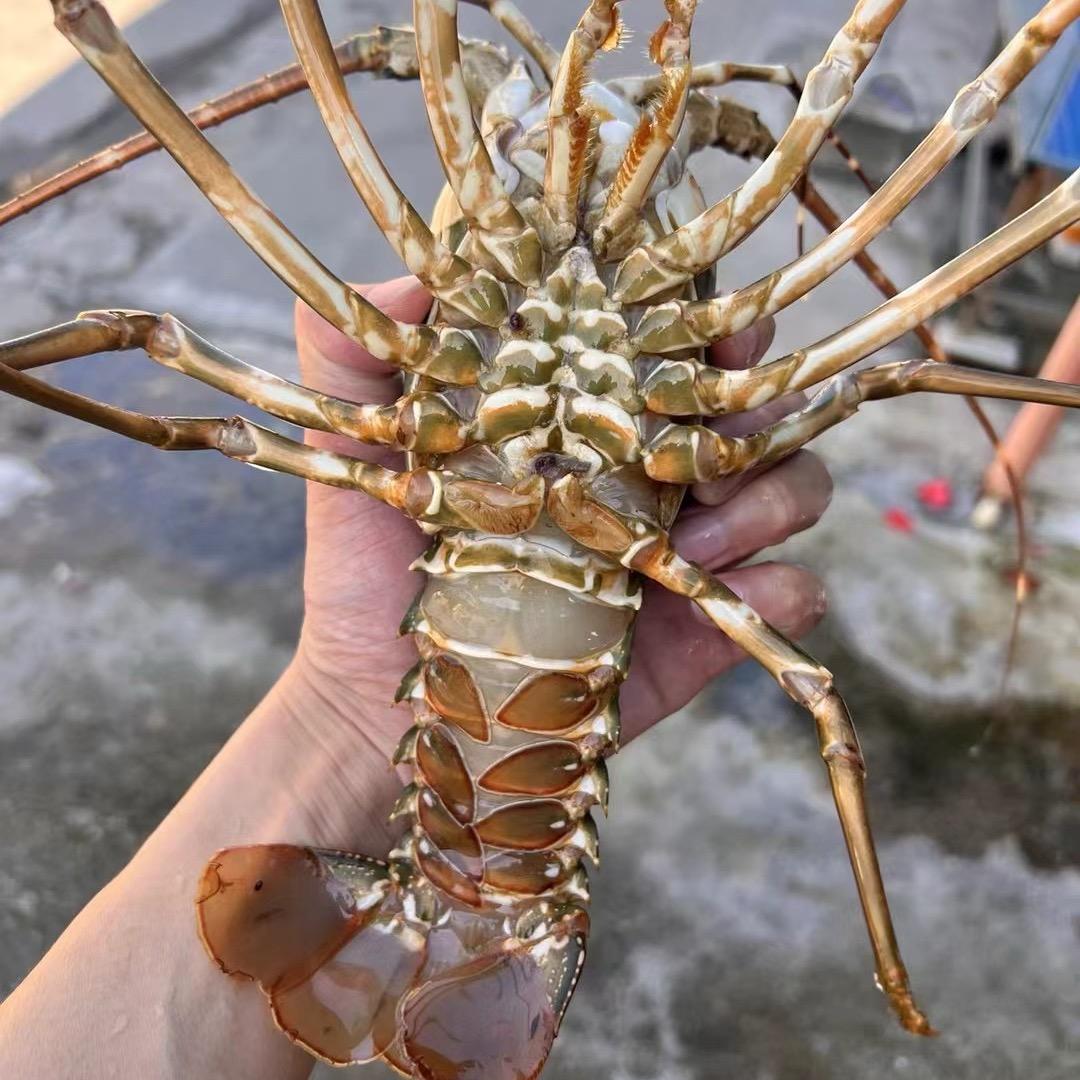 卖海鲜的阿弟