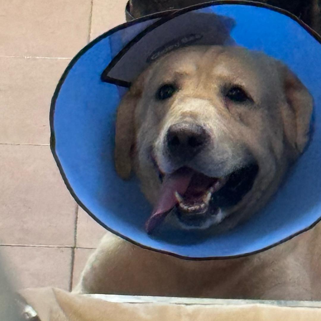 缺耳朵的顺风耳