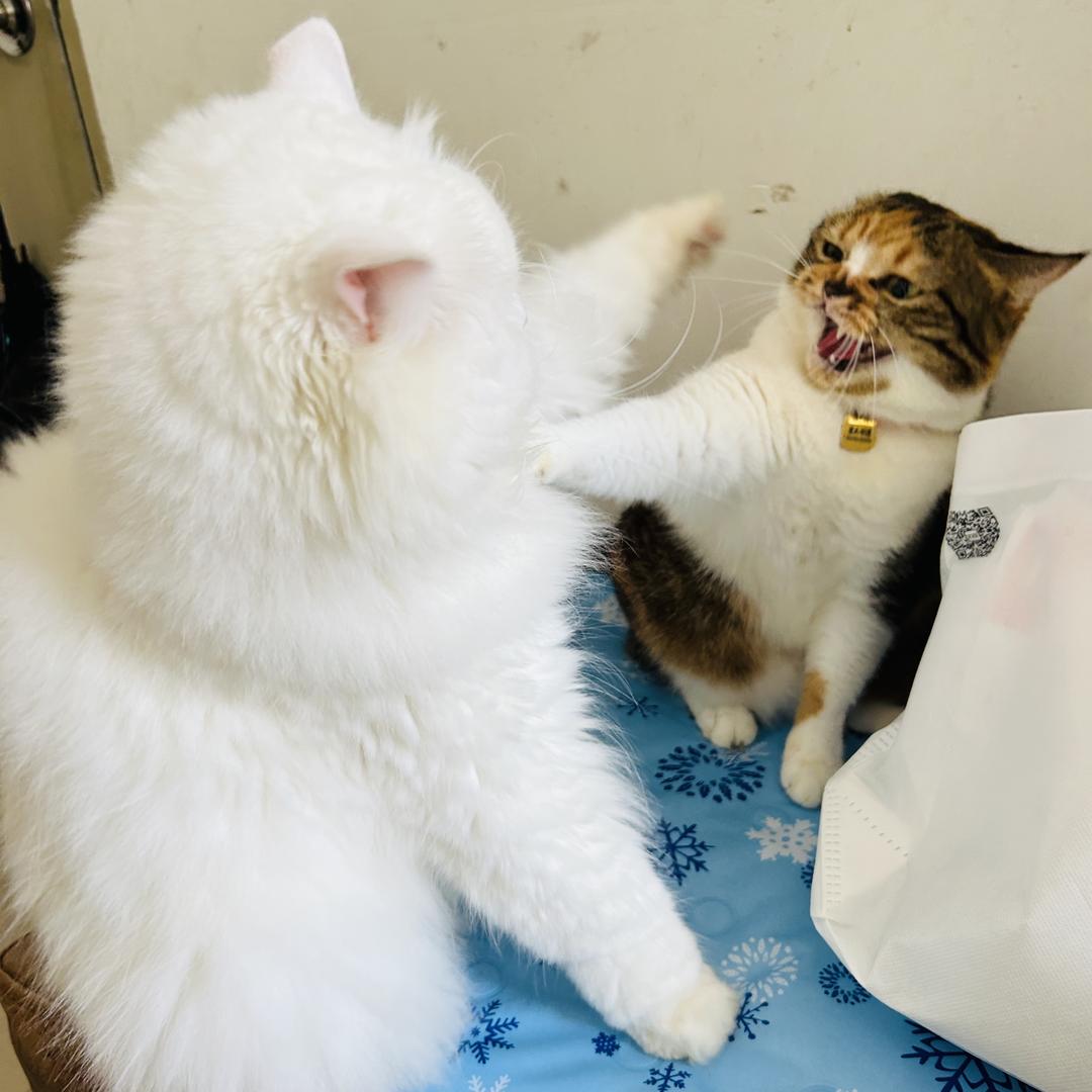 家有萌兽🐱