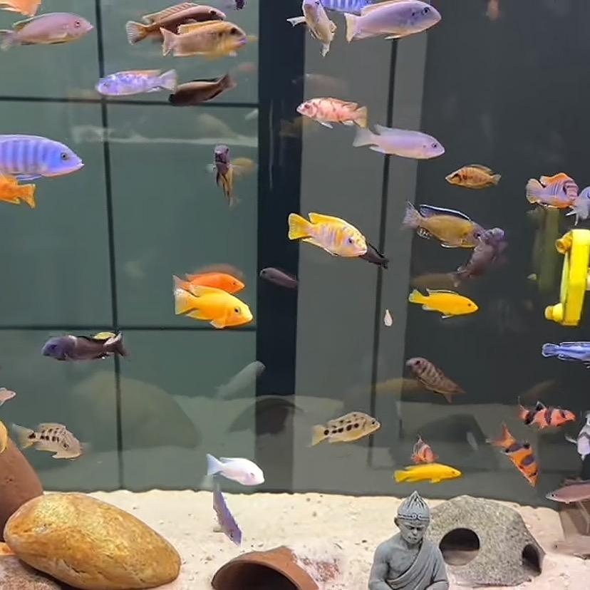 爱养鱼的大姐姐