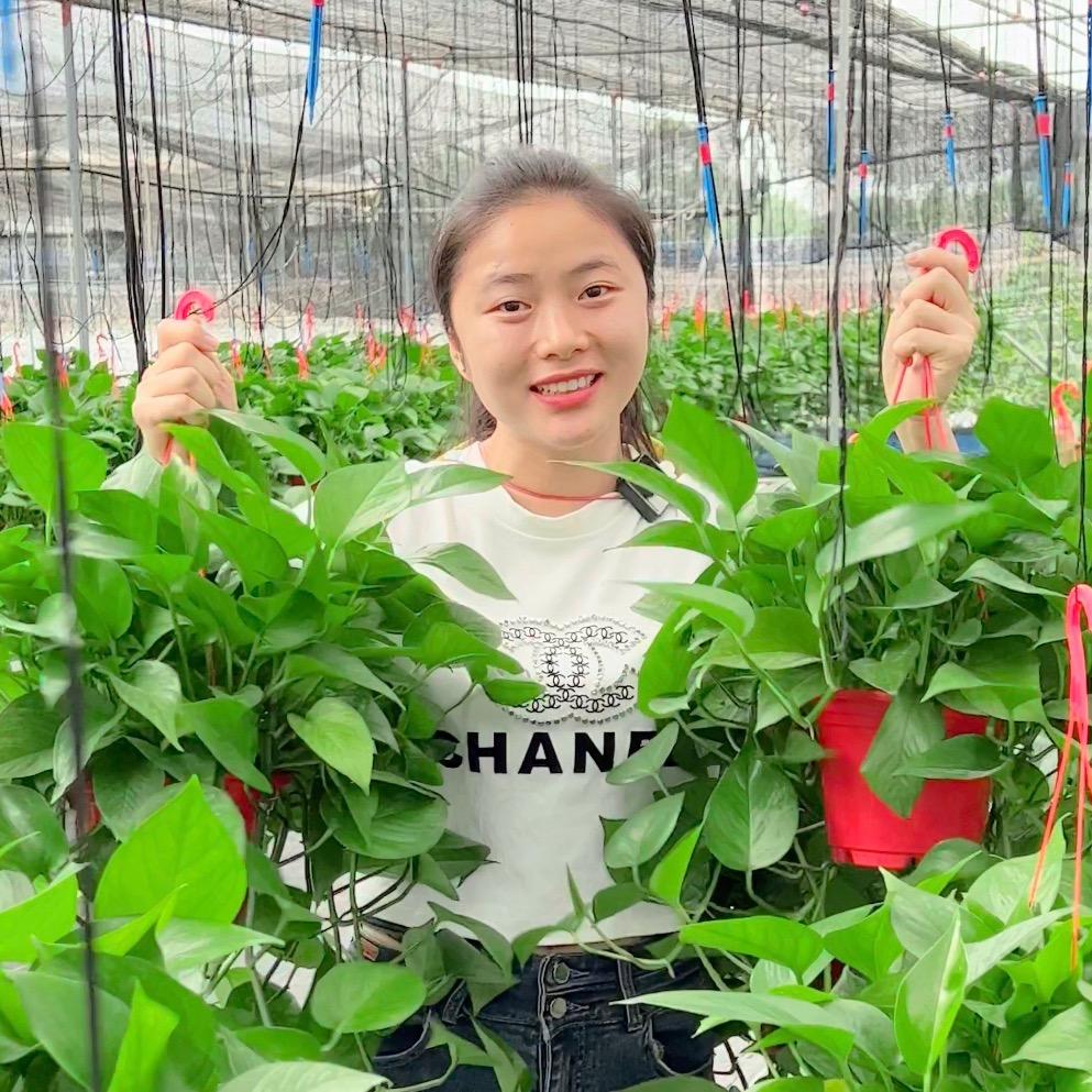 芯香里绿植基地