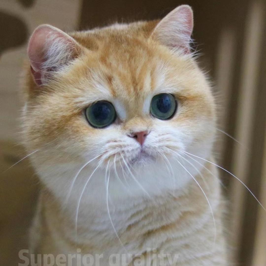 七点猫叔