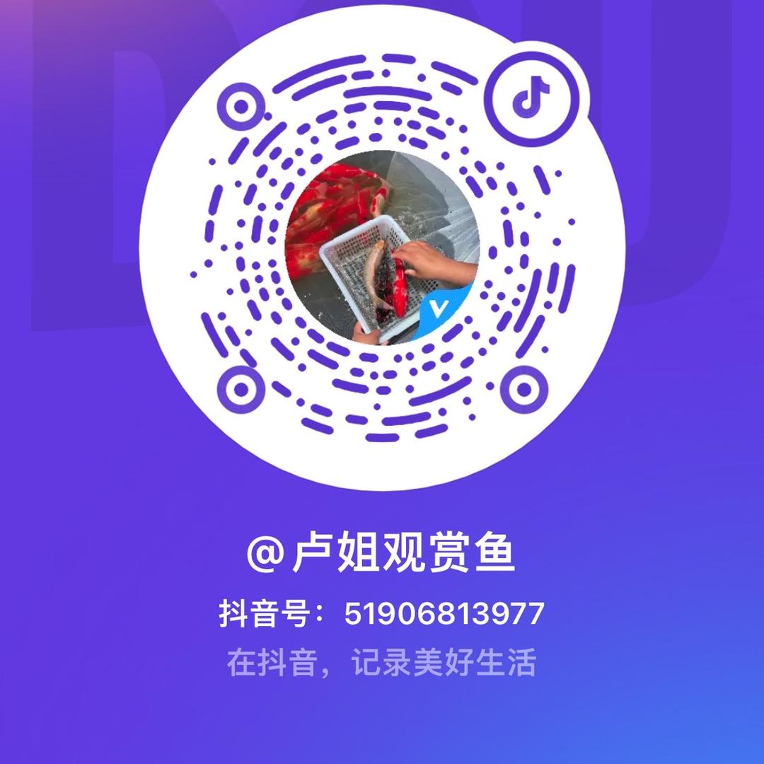 卢姐观赏鱼