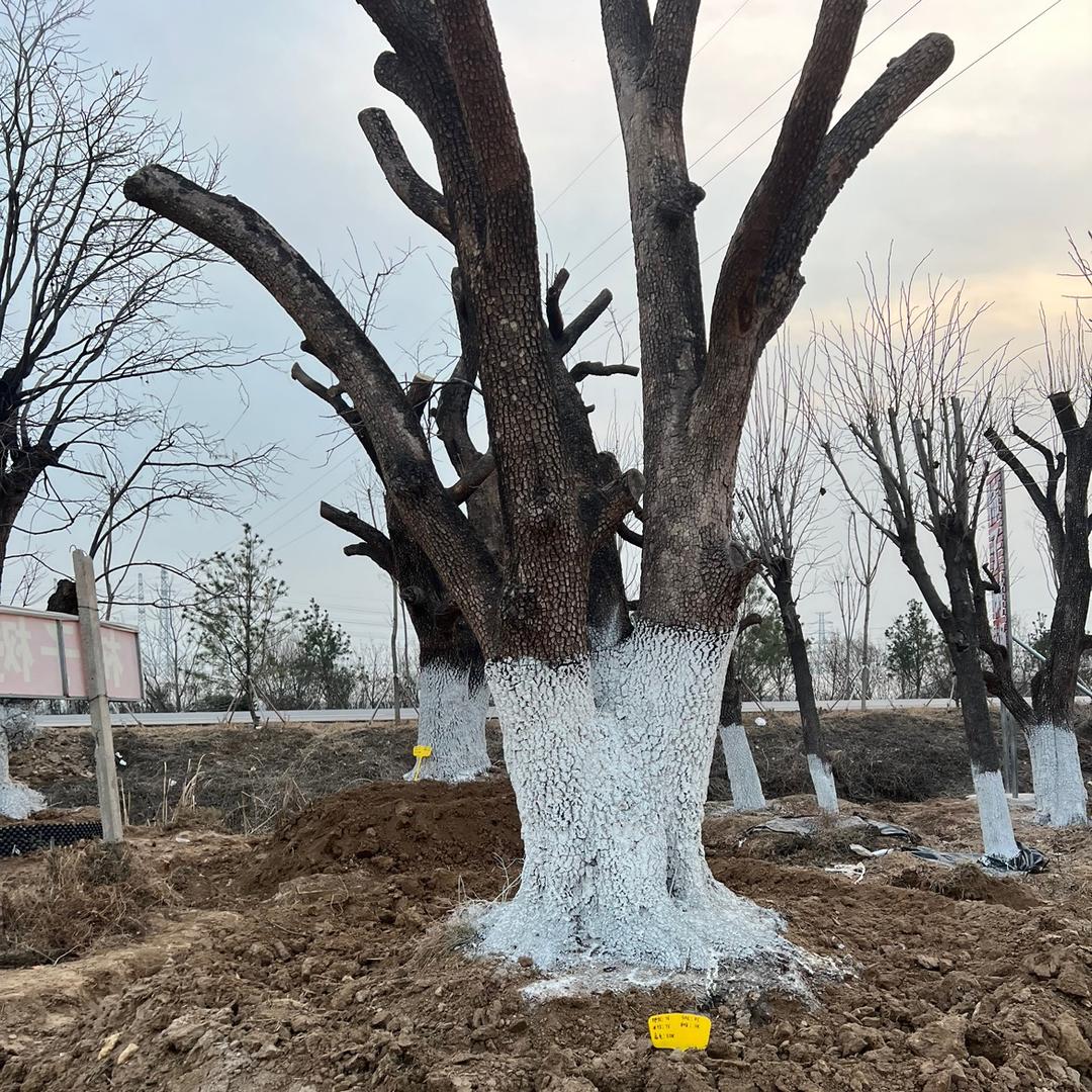 两城山水平邑县康耀苗木花卉有限公司果树苗木专卖店