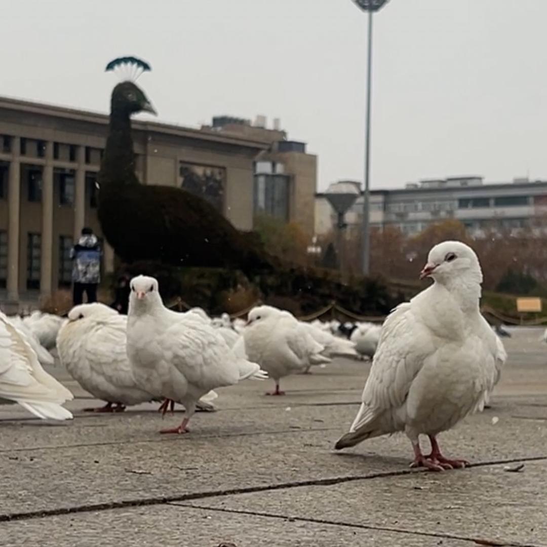 途记（Wanderlens）