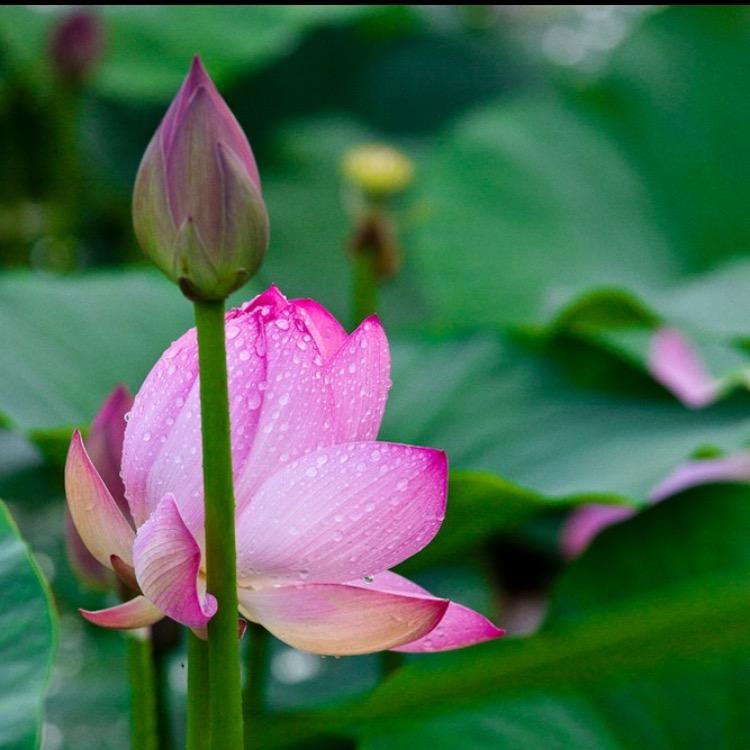 幽兰🌸