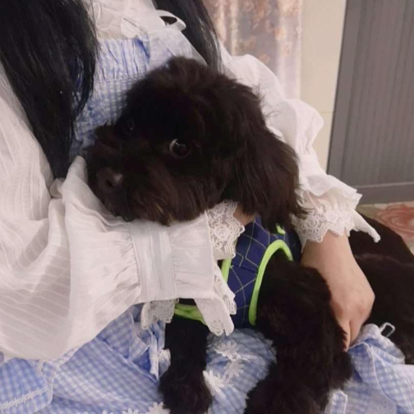 黑贝和奶糖
