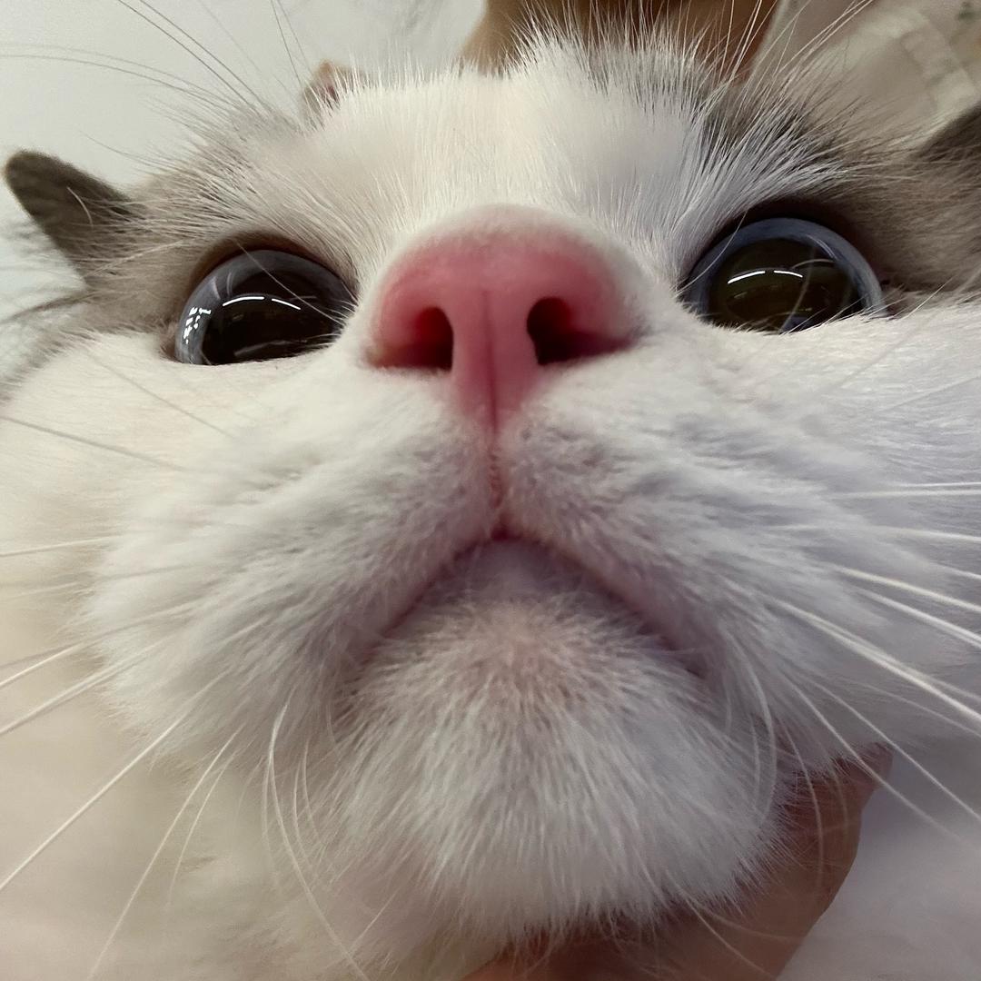 鱼头