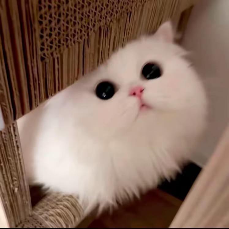 早餐吃什么