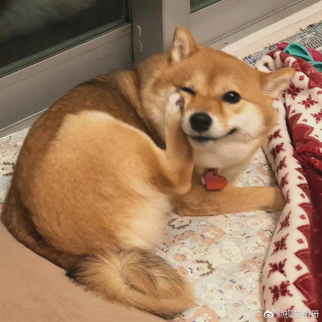 阿狗