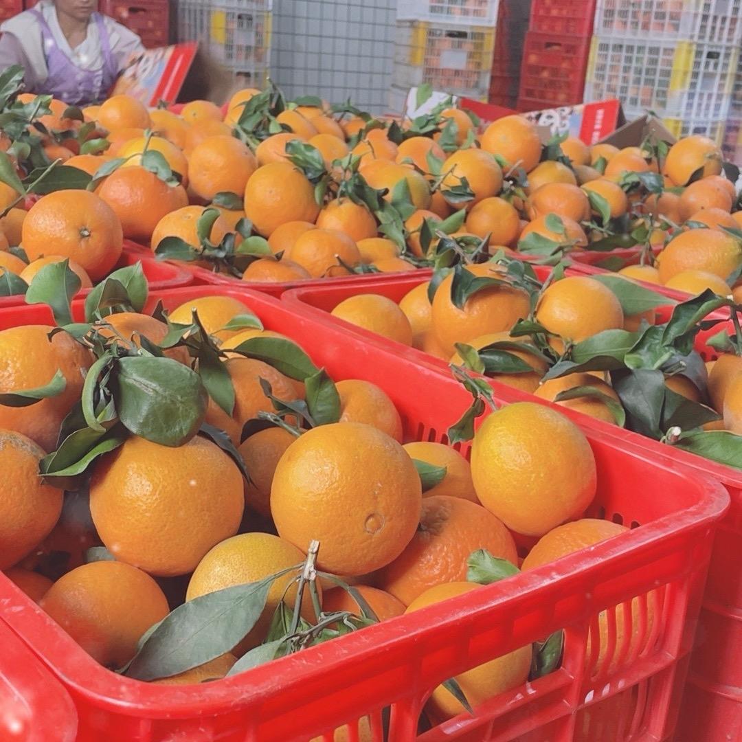 兰兰鲜果