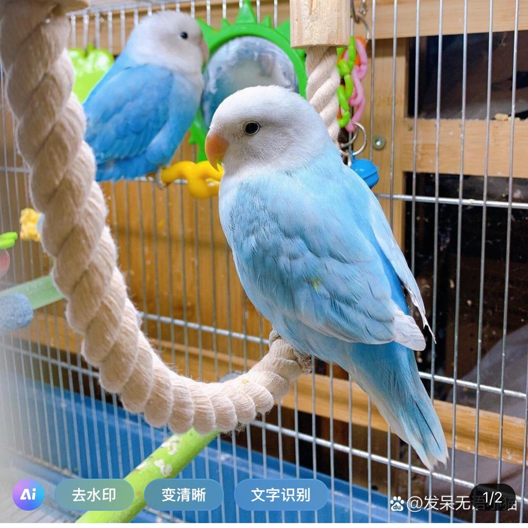 乐呵呵萌宠