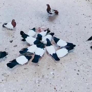 鲁森养殖场