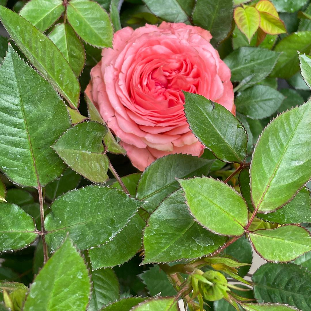 花开花落