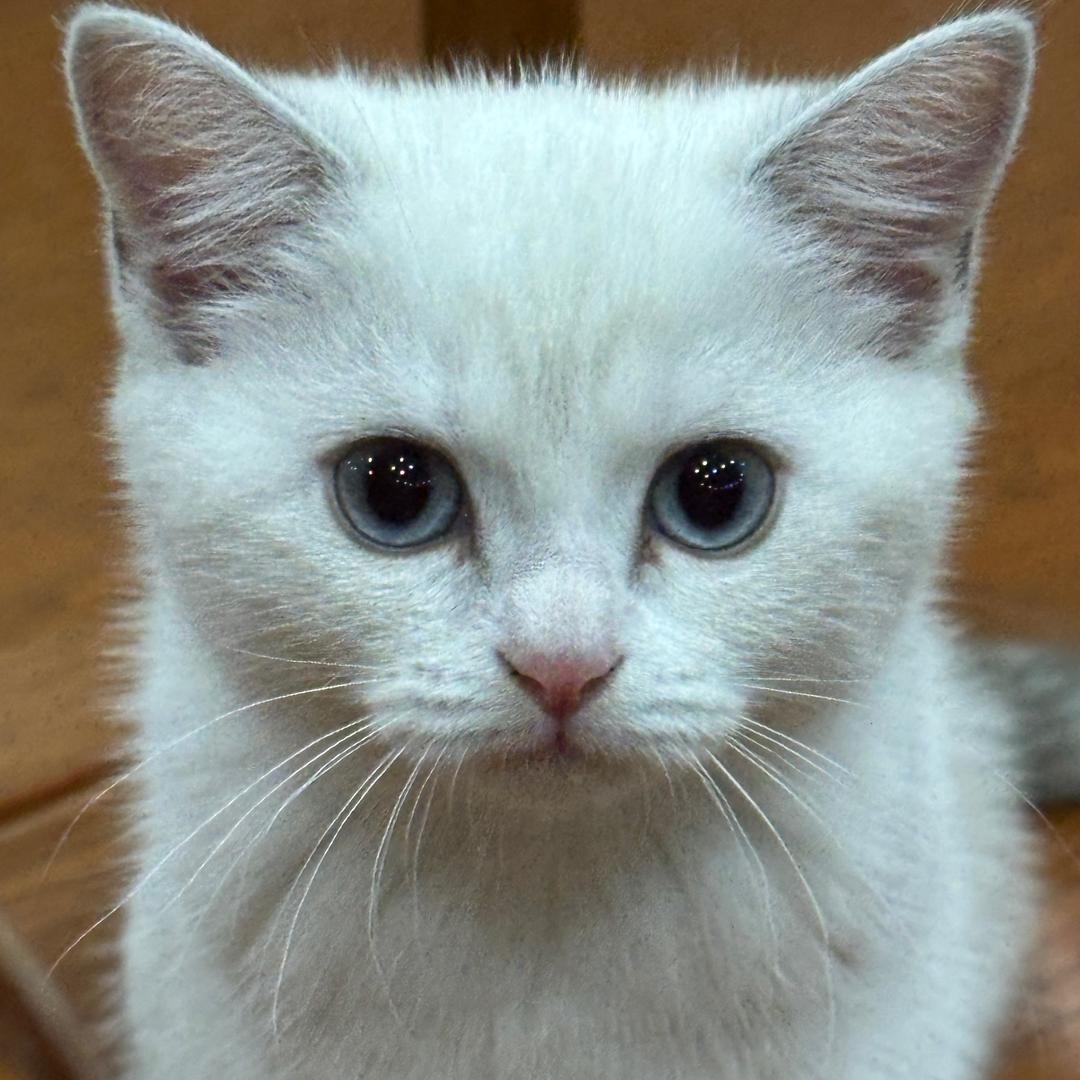 养一只萨摩耶song