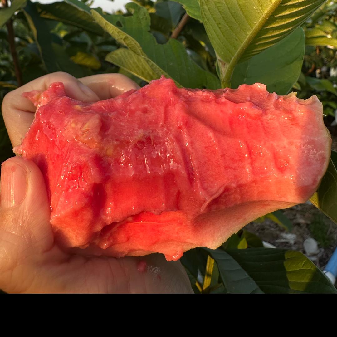 芭乐农场果乐多