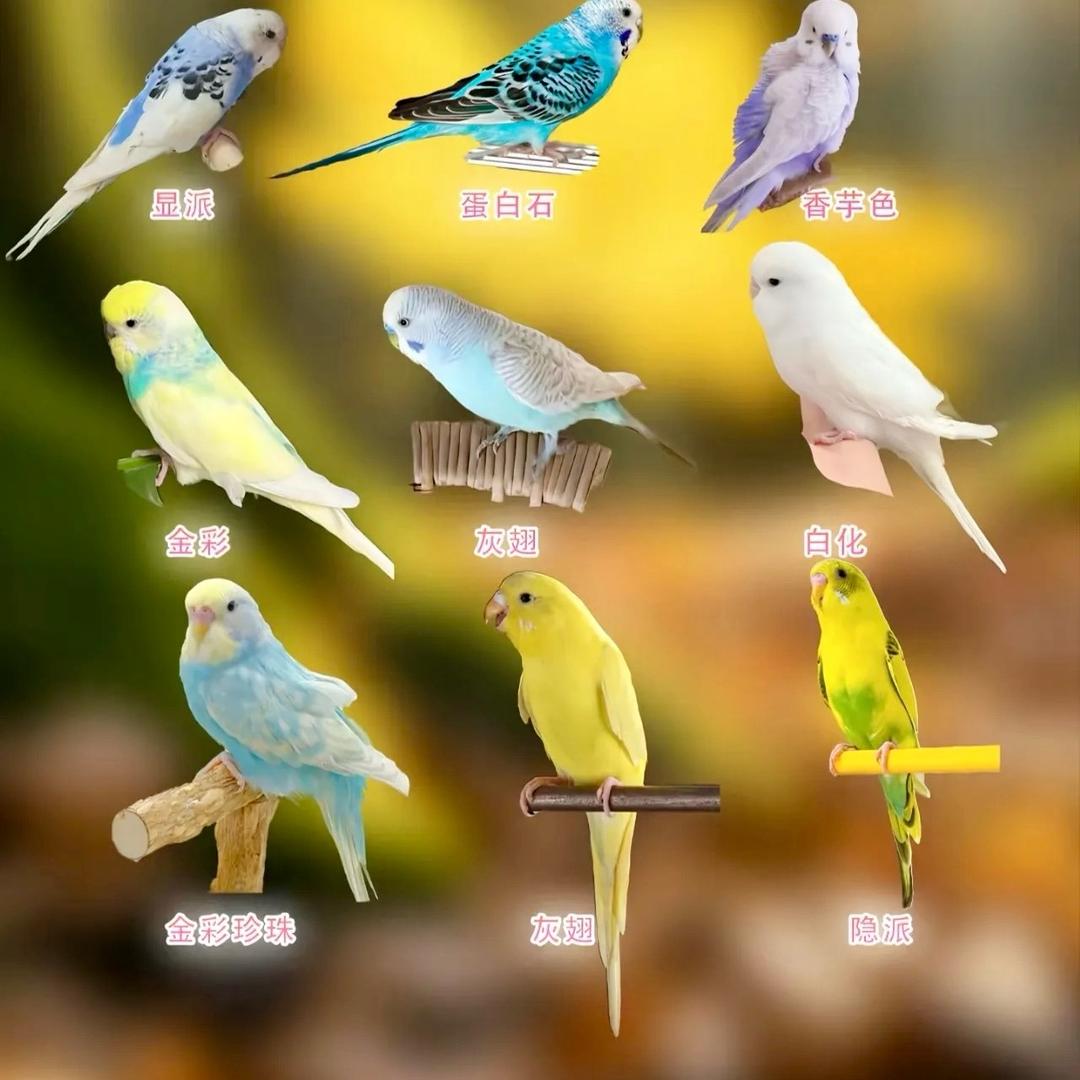 乐雅养殖精选小铺