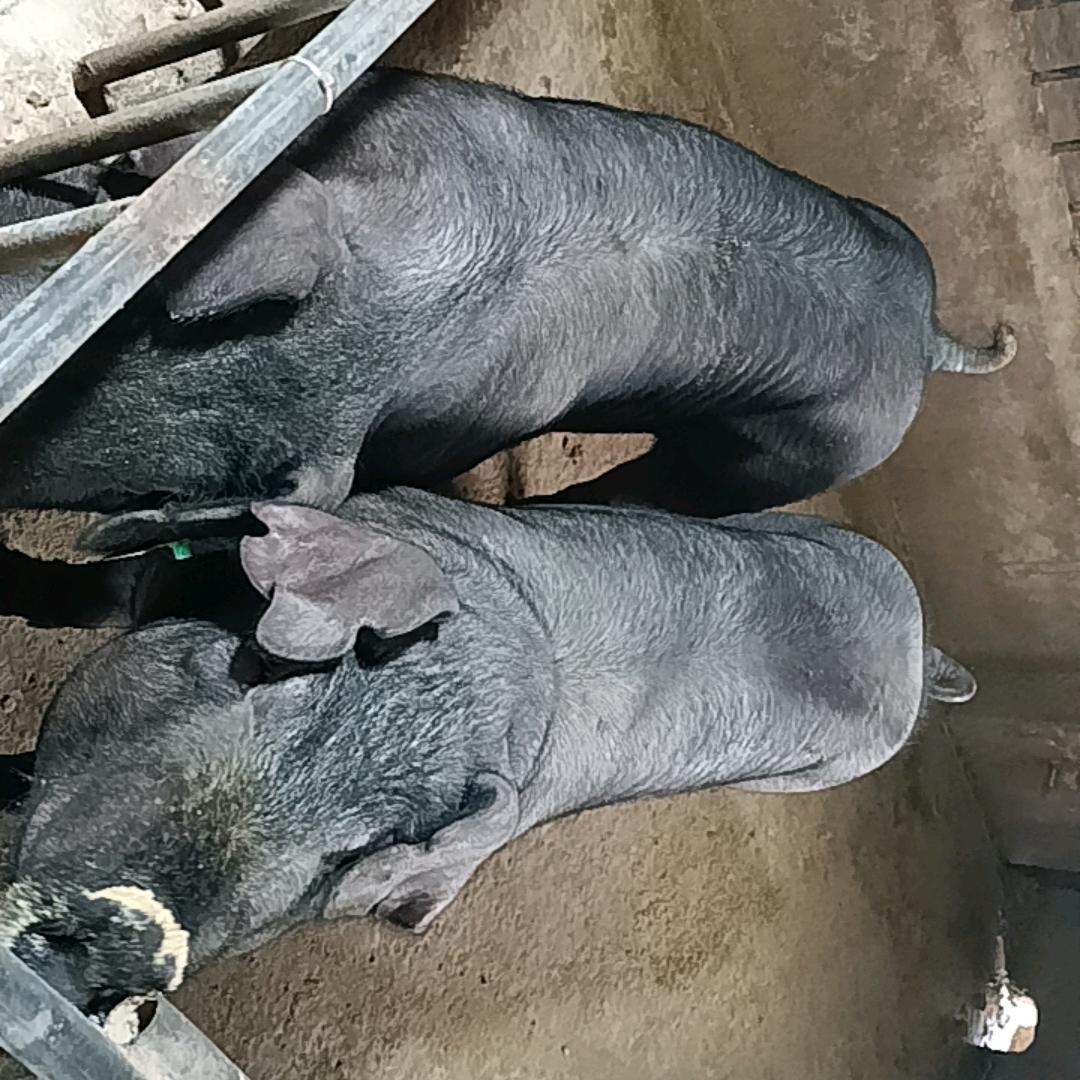 云南保山龙华永沐养猪场